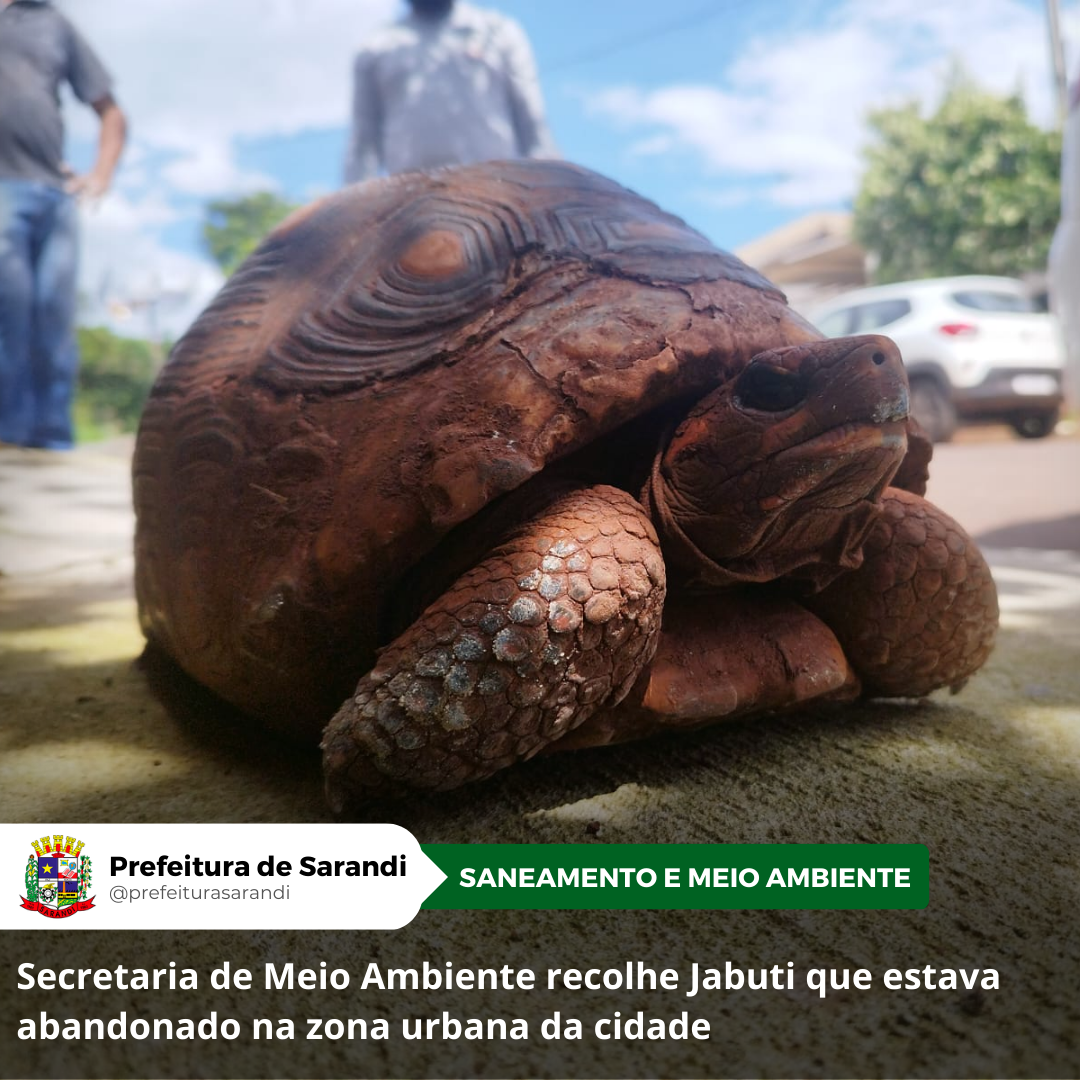 Secretaria de Meio Ambiente recolhe Jabuti que estava abandonado na zona urbana da cidade